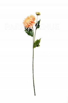 Хризантема